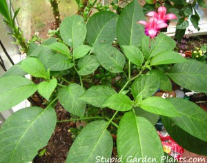 Datura  thriving in the dead of winter