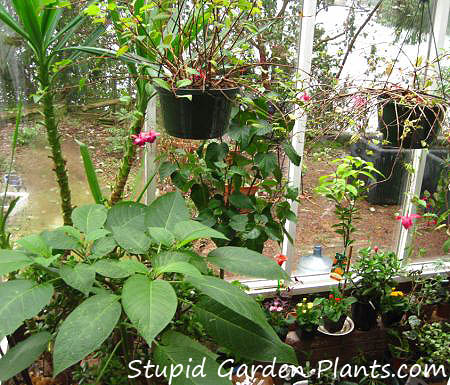 Greenhouse on Saltspring Island