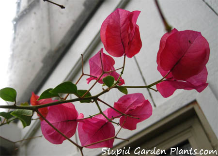 bougainvillea  flower in the winter - saltspring island