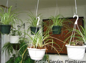 Spider Plants