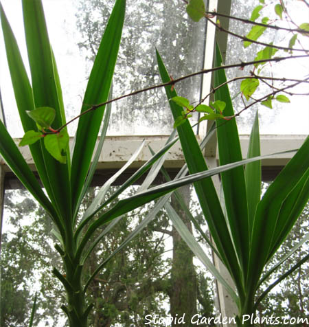 Yucca trimmed and looking good