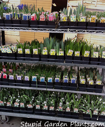 Bulbs for sale