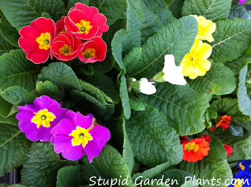 Primula