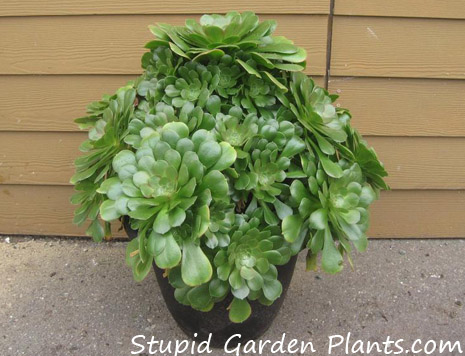Beautiful Aeonium Pots