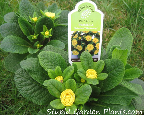 Buttercup - Primulas