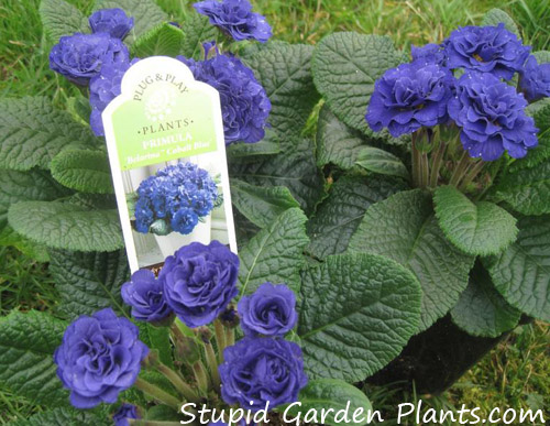 Cobalt Blue Primula