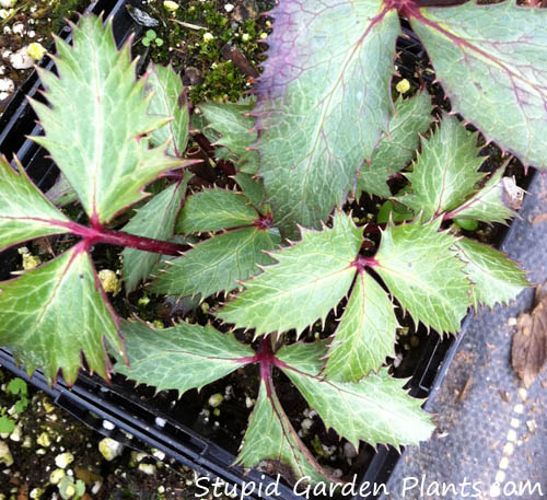 hellebore - black thorn group