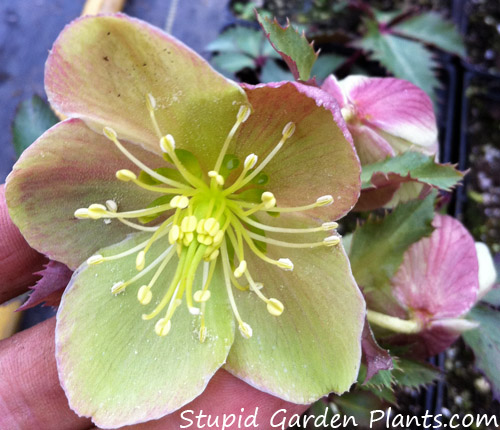 hellebore - black thorn group, flower