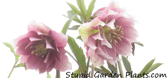 Hellebores