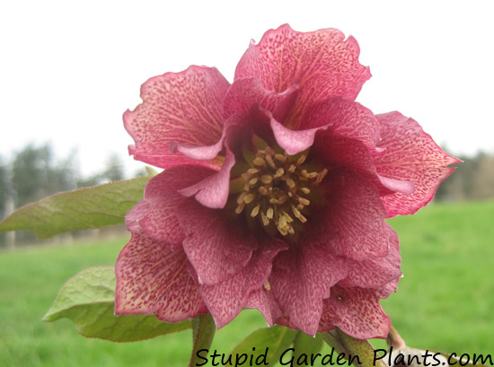 Closeup of a double hellebore