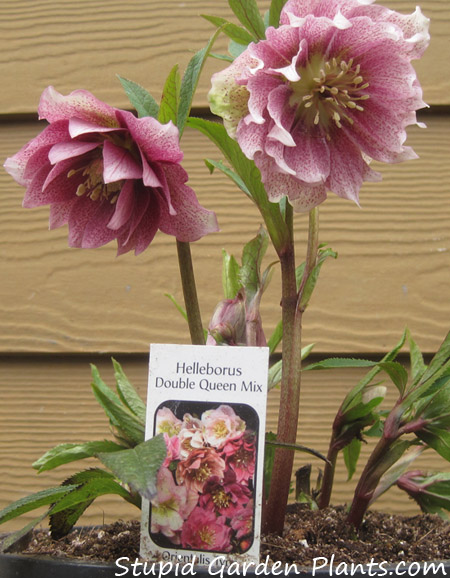 Double Hellebores in bloom