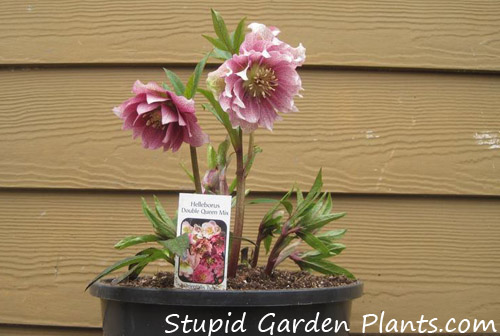 Hellebores for sale