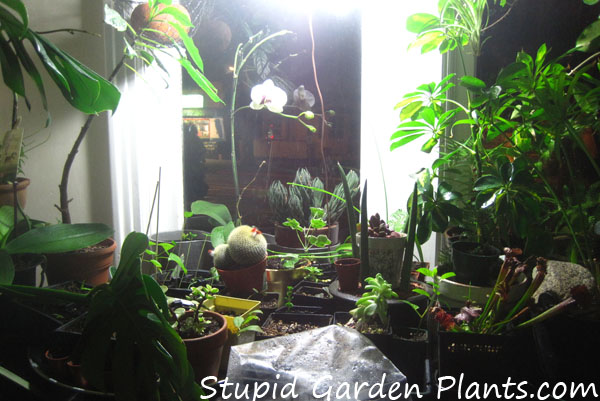 My plant lab