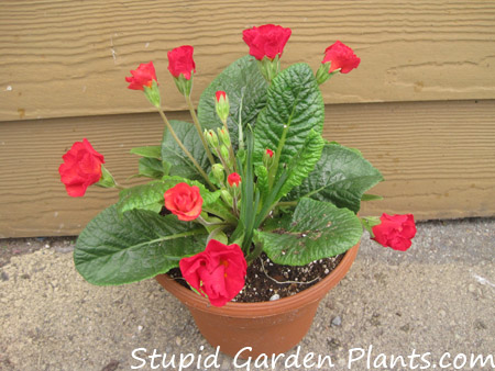 Primula Pot